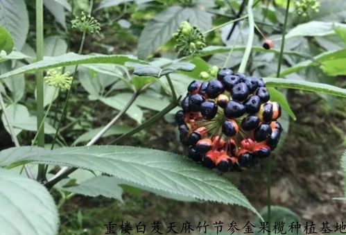 竹节参的生长习性及种植技术,细参在什么环境下生长