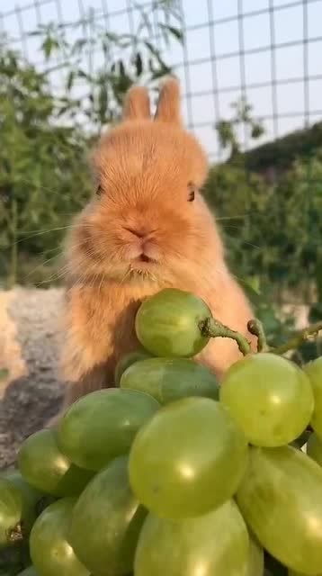 这小兔子偷偷跑过来吃葡萄,简直太可爱了吧 
