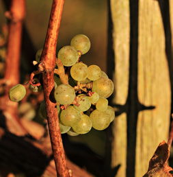 香水百合蔬菜种植注意事项（香水百合的种植方法与技巧）