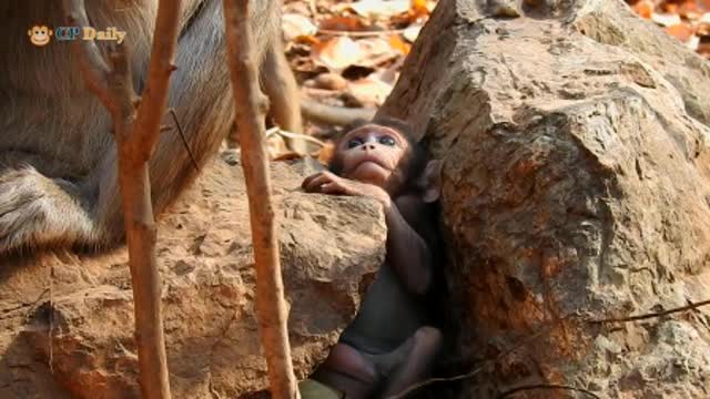 可怜的小猴子丰田莫名其妙卡在岩石洞里,差点卡死在里面 