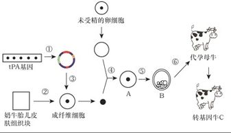 下列叙述符合基因工程概念的是