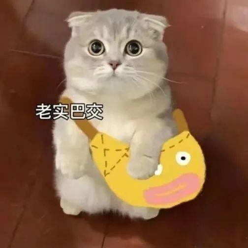 可爱猫猫头表情包