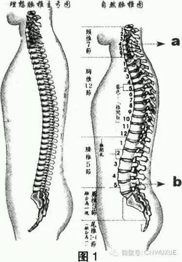 腰和尾闾 身形关键部位的重中之重