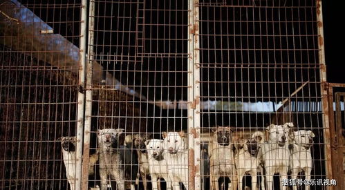 疯狂 狗肉产业 裹挟 韩国,酝酿的禁食狗肉政策正遭受 内斗