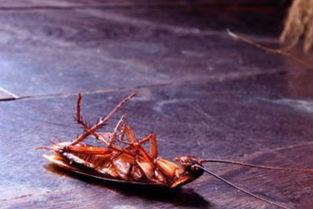 蟑螂会飞吗 蟑螂为什么会飞 会飞的蟑螂怎么杀