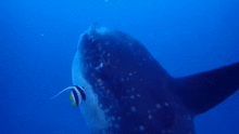 潜水员海中偶遇巨型翻车鱼,体长约2.5米,画面相当壮观