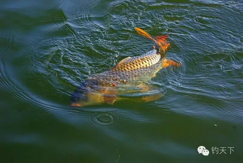 野钓漫谈 传统钓饵与诱饵概论 