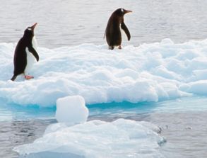 企鹅是南极的还是北极的 