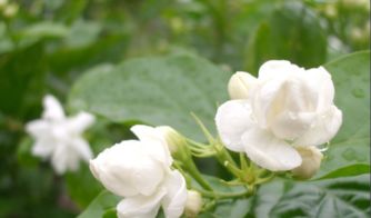 历代咏芙蓉花诗词精选