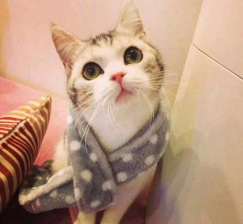 猫咪适合多久洗一次澡