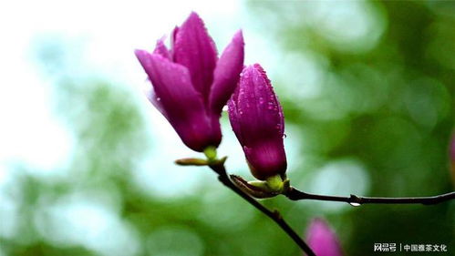 满目山河空念远,落花风雨更伤春