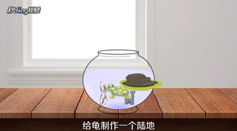 养龟怎么布置和选购龟缸 