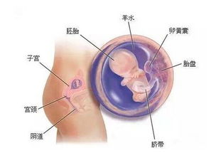 怀孕三个月的胎儿是什么样子的