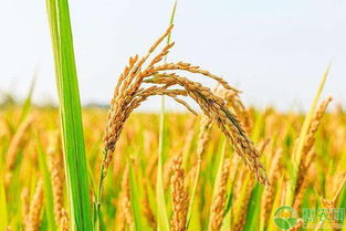 2019水稻种植前景如何 怎么种 需了解这五大要点