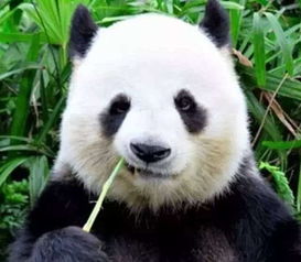 99 的人没见过的熊猫食谱 节日福利在最后免费门票又来了哦