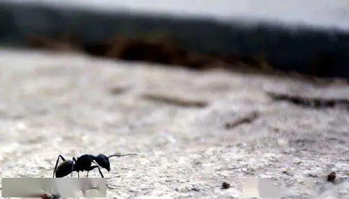 什么东西可以灭蚂蚁