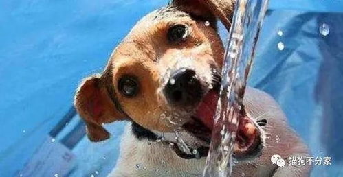 炎热夏天,狗狗喝水的问题一定要懂得