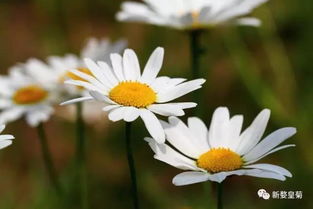 菊花茶哪个品种好