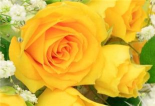 对红花语及寓意,红玫瑰代表爱情，粉红玫瑰和黄玫瑰又代表什么呢？