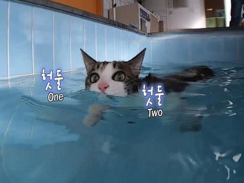 猫咪界的孙杨,对逗猫棒毫无反应,听到水声却会主动进浴室玩水