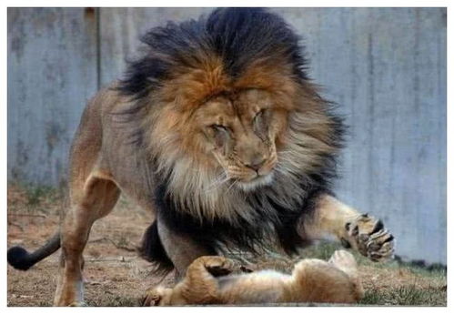 百兽之王狮子也出 妻管严 ,母狮子一声吼,狮子低头认错