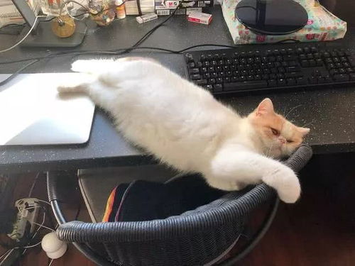 猫咪总是喜欢踩键盘打扰工作,怎么办