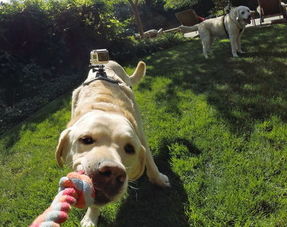 狗眼看世界 给汪星人佩戴的GoPro摄像机 