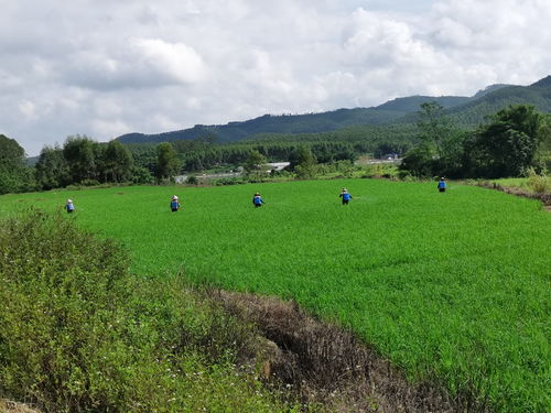 建设美丽乡村 垦造水田篇 122