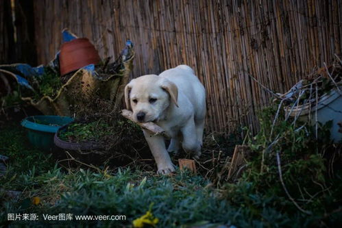 老人常说 不论男女,生于农历几个月的属狗人,运气最好