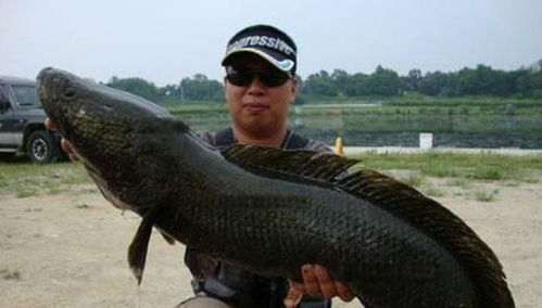 淡水鱼中的黑鱼最大能长到多少斤