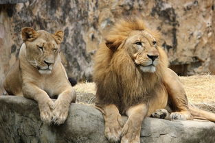 你逃我也逃 肯亚6野生狮子逃离国家公园 漫步在民居