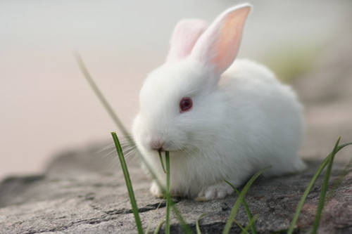 兔子一晚上不吃东西会不会饿死