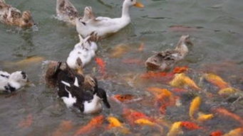 奇葩鸭子不游泳,偏偏要踩在 鱼的背上 ,让鱼带它走
