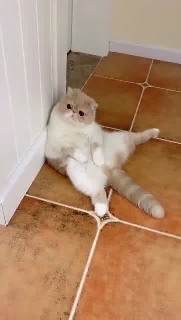 一只猫咪,喜欢叉开腿坐着 