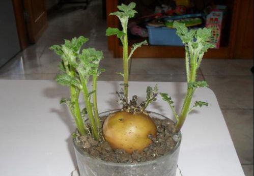 发芽的土豆不要扔,原来妙用这么多,可惜很多人都被它误导了