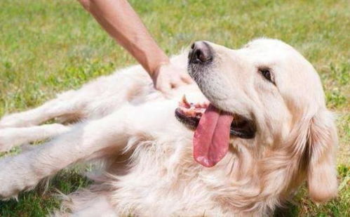 想增加你跟狗狗的感情,除了喂食以外,你可以抚摸它这5个部位