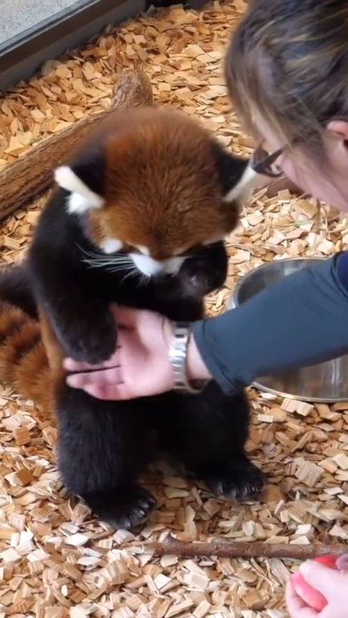 小熊猫萌萌哒,感觉天天看它们吃苹果就能看一天呢 