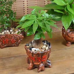 12生肖的幸运盆栽,看看什么植物是你的幸运之神