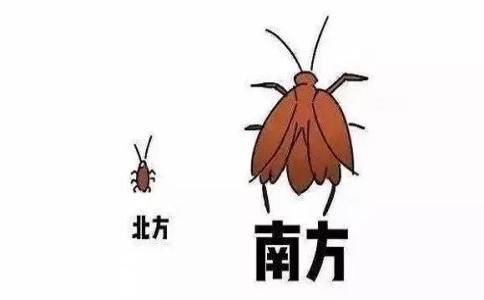 广州怎么灭蟑螂 南方蟑螂与北方蟑螂区别