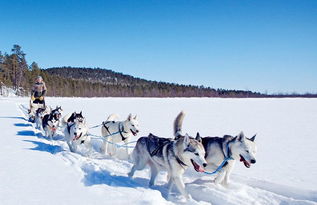 芬兰 罗瓦涅米动物园 驯鹿雪橇 哈士奇雪橇有爱精品一日游