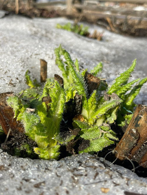 三区无防护自然露地过冬植物18种 