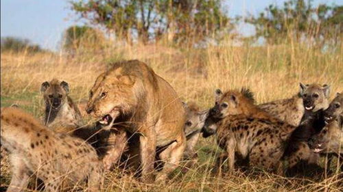 动物世界 鬣狗靠人海战术吃掉狮子 