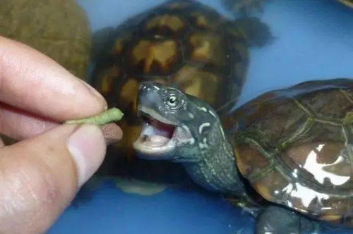 养了这么久龟,你知道龟粮对龟的作用吗