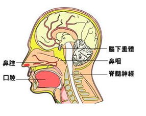 鼻咽癌三期，鼻咽癌三期治愈率