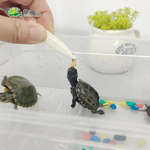 出圈神物 DIY可孵化乌龟蛋,让孩子感受生命诞生的神奇瞬间