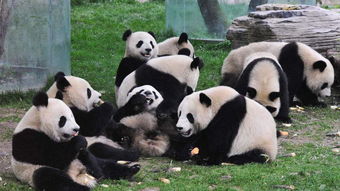 说出来你都不敢相信, 熊猫体型这么大, 为什么怀孕生出来的宝宝都这么小 看完涨见识了