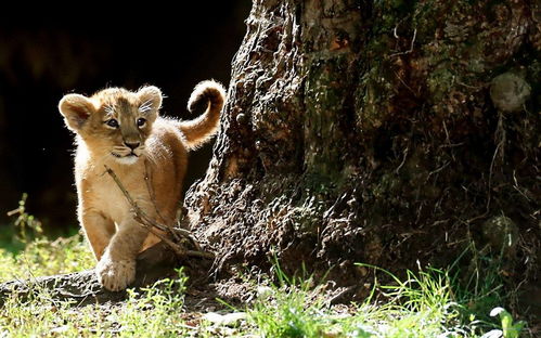 雄狮为什么要咬死6个月以内幼崽 母狮一生要经历多少丧子之痛