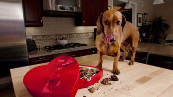 为什么不能给狗吃巧克力 巧克力对狗狗是致命的吗