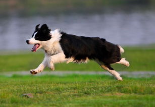 给牧羊犬取名字（给牧羊犬取名字大全）