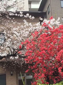 日本的樱花与中国的梅花长的有啥区别么 
